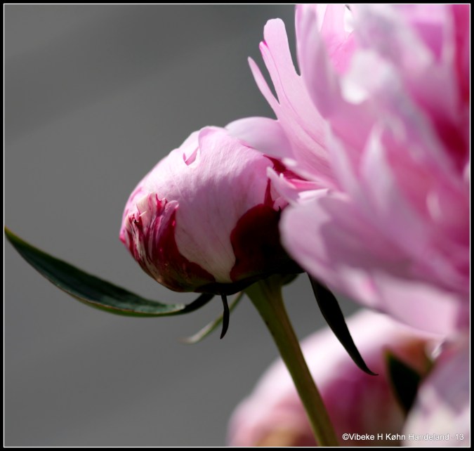 Peony, King of flowers