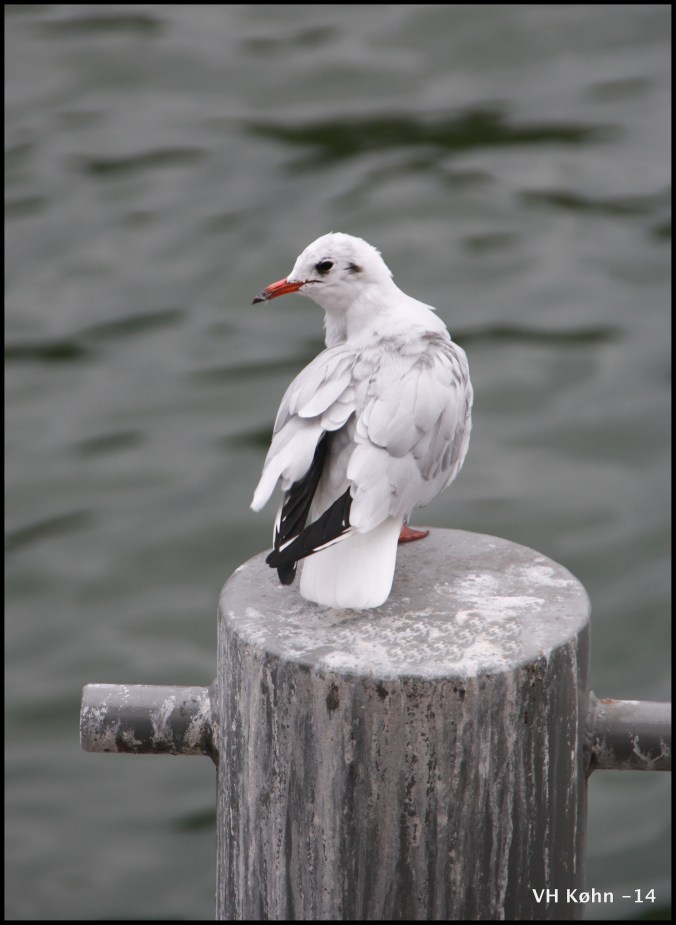 Seagull in Paris
